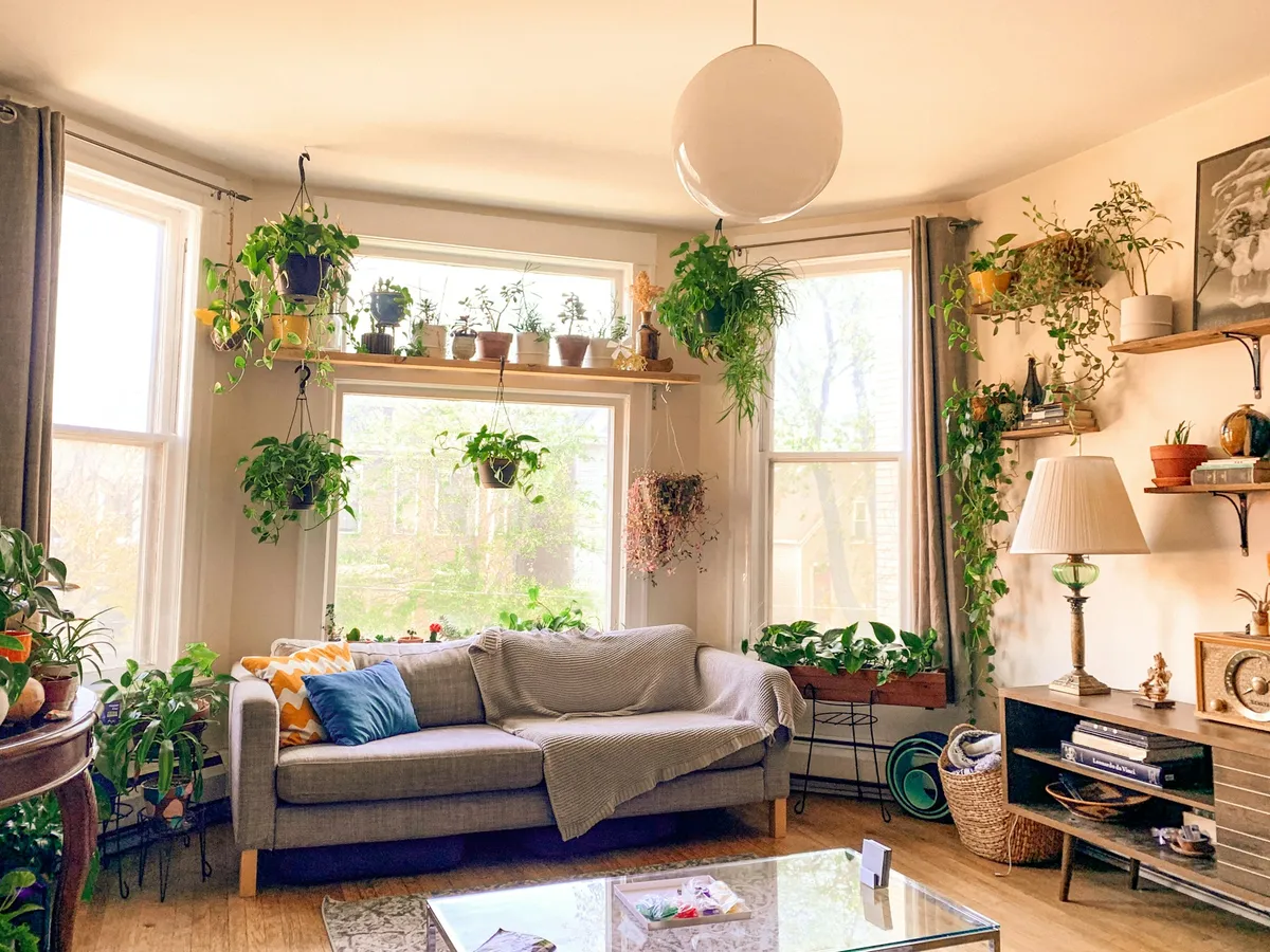 A photo of a living room with house plants all around.